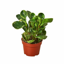 Load image into Gallery viewer, Peperomia 'Marble'
