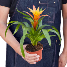 Load image into Gallery viewer, Guzmania Bromeliad 'Orange'
