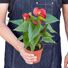 Load image into Gallery viewer, Anthurium 'Red'
