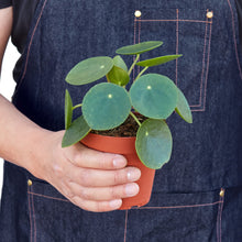 Load image into Gallery viewer, Pilea Peperomioides 'Chinese Money'
