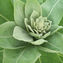 Load image into Gallery viewer, Mullein Leaf
